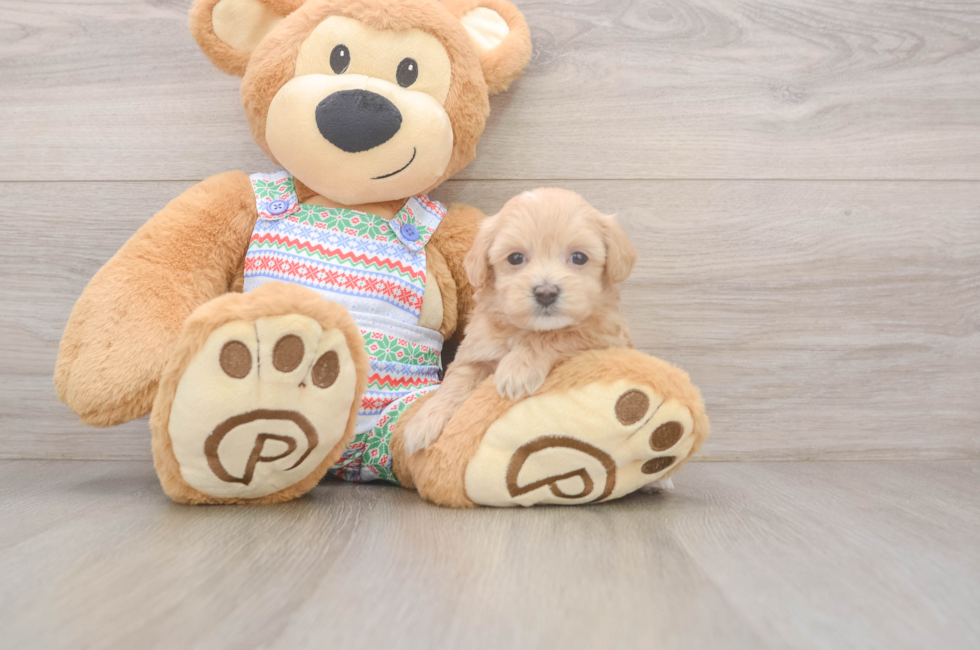 5 week old Maltipoo Puppy For Sale - Windy City Pups