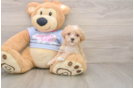 Best Maltipoo Baby