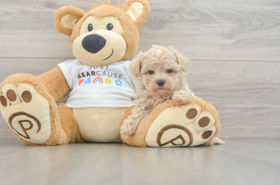 6 week old Maltipoo Puppy For Sale - Windy City Pups