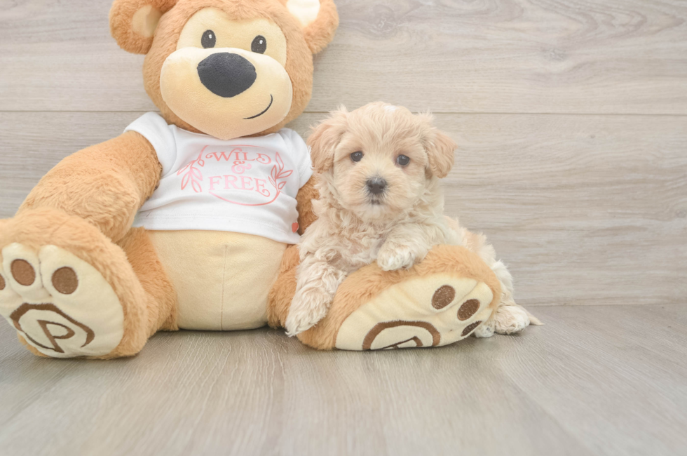 5 week old Maltipoo Puppy For Sale - Windy City Pups
