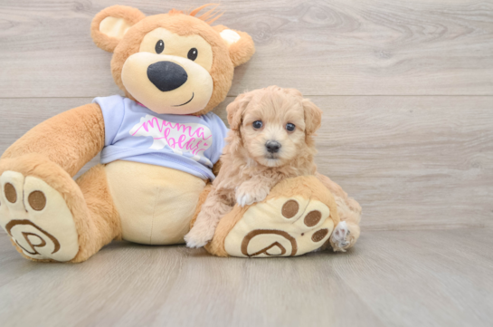 Best Maltipoo Baby