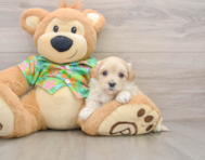 8 week old Maltipoo Puppy For Sale - Windy City Pups