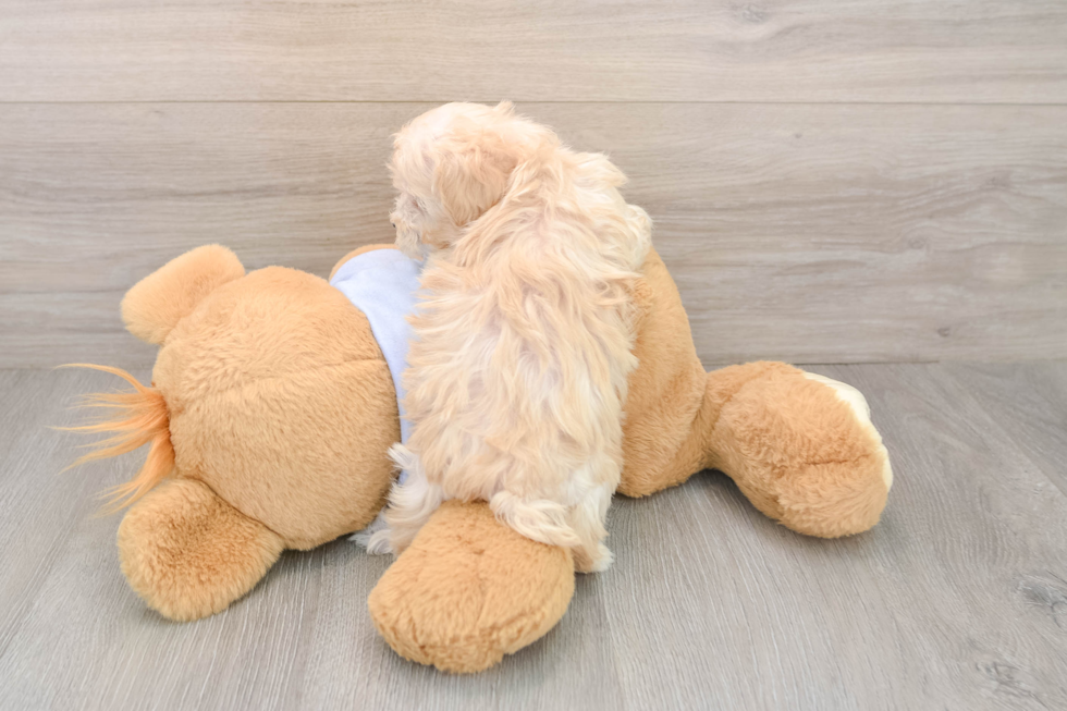 Little Malt Oodle Poodle Mix Puppy