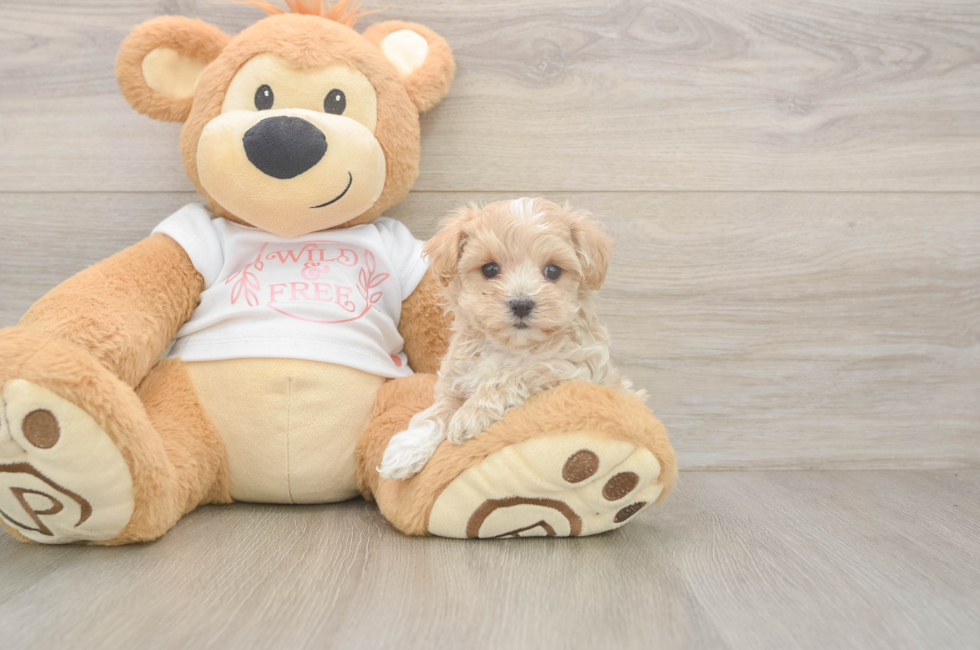5 week old Maltipoo Puppy For Sale - Windy City Pups