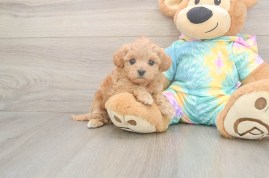 5 week old Maltipoo Puppy For Sale - Windy City Pups Small Maltipoo Baby