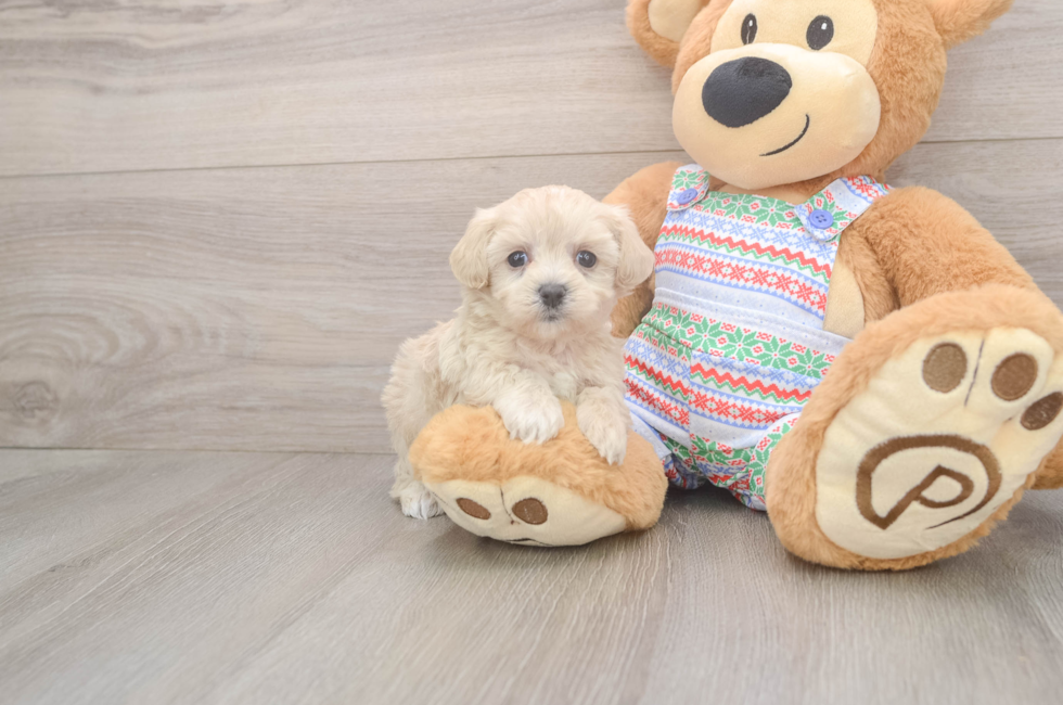 5 week old Maltipoo Puppy For Sale - Windy City Pups