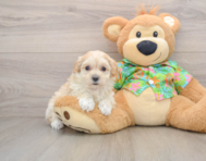 8 week old Maltipoo Puppy For Sale - Windy City Pups