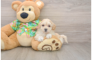 Best Maltipoo Baby