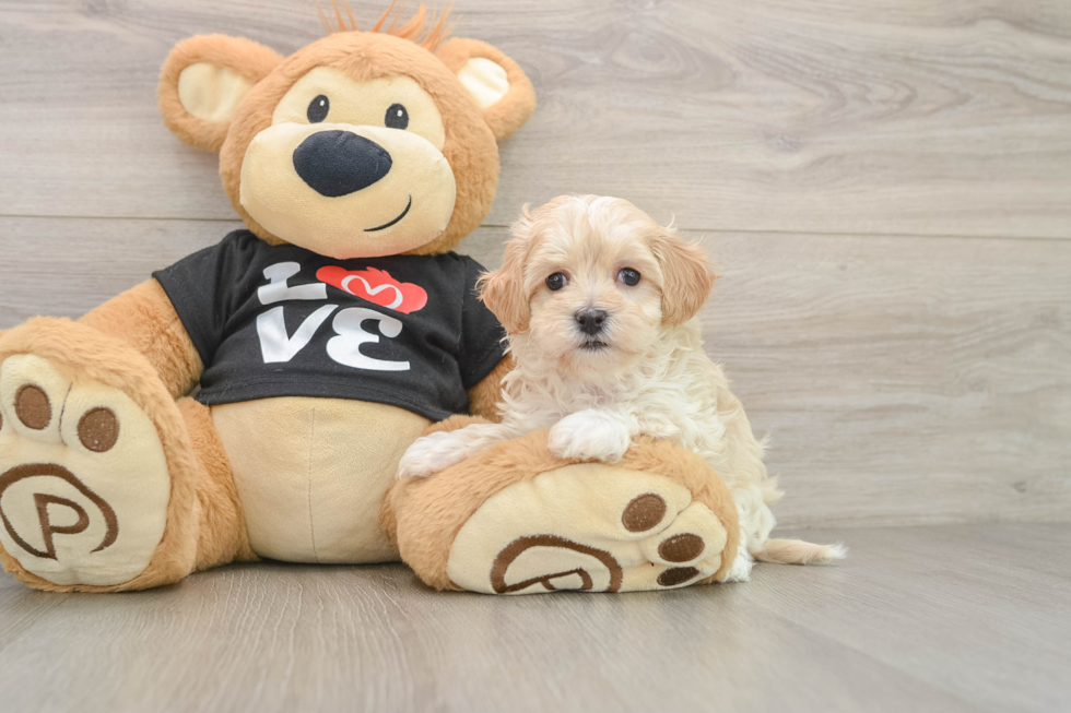 Fluffy Maltipoo Poodle Mix Pup