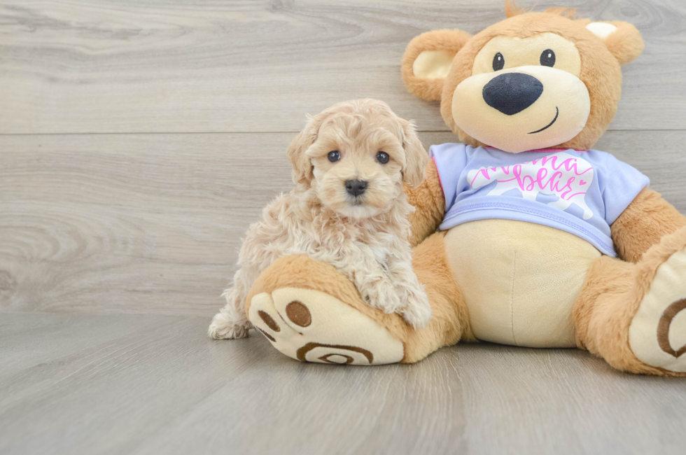 6 week old Maltipoo Puppy For Sale - Windy City Pups