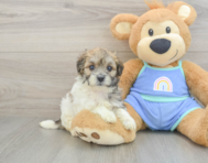 8 week old Maltipoo Puppy For Sale - Windy City Pups