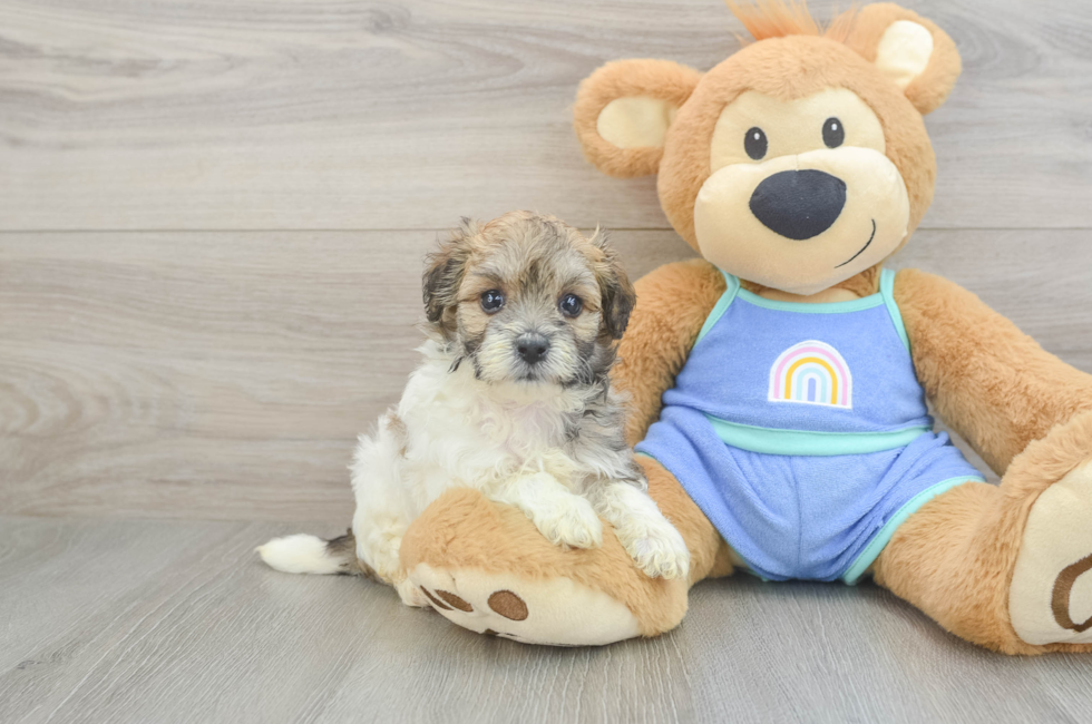 5 week old Maltipoo Puppy For Sale - Windy City Pups