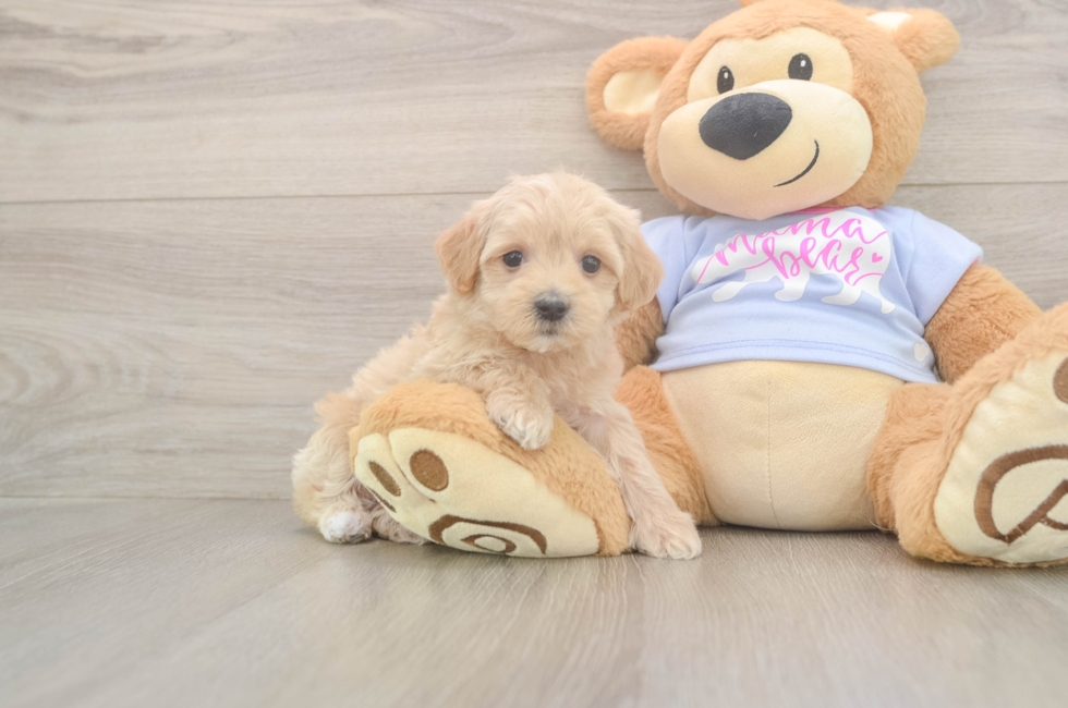 6 week old Maltipoo Puppy For Sale - Windy City Pups