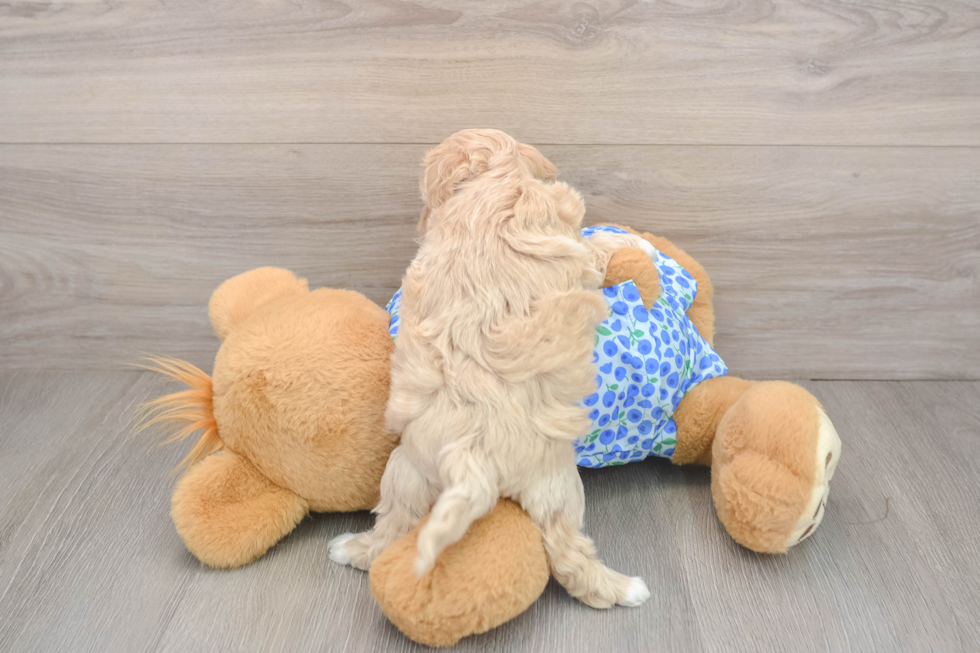 Adorable Moodle Poodle Mix Puppy