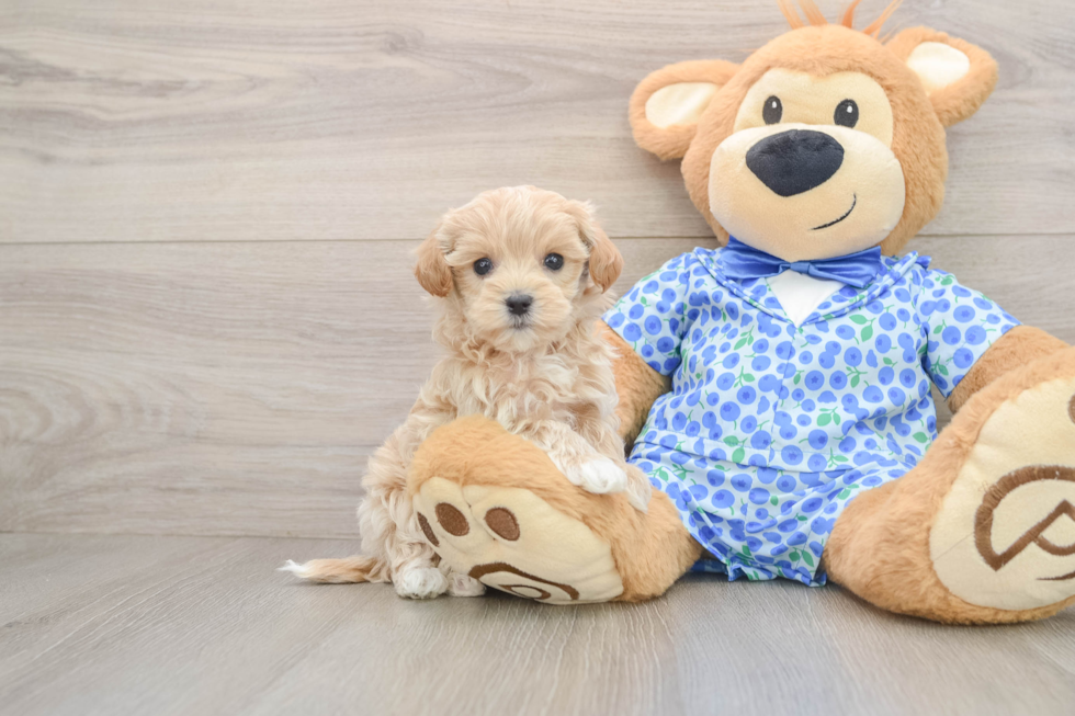 Adorable Malt Oodle Poodle Mix Puppy