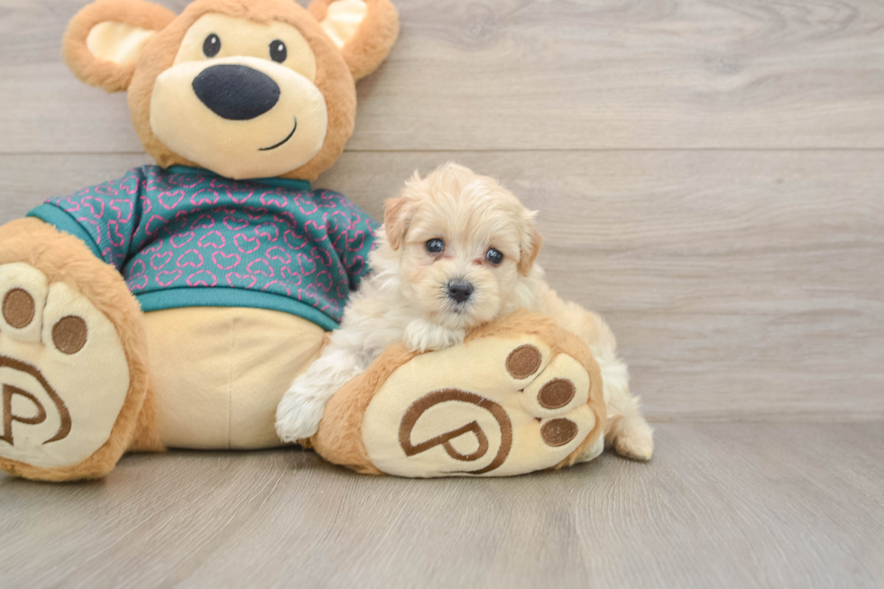 Popular Maltipoo Poodle Mix Pup
