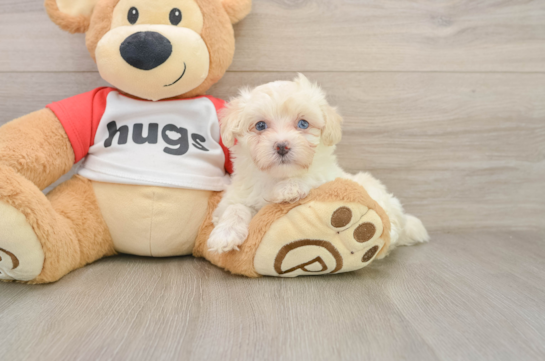 Energetic Maltepoo Poodle Mix Puppy