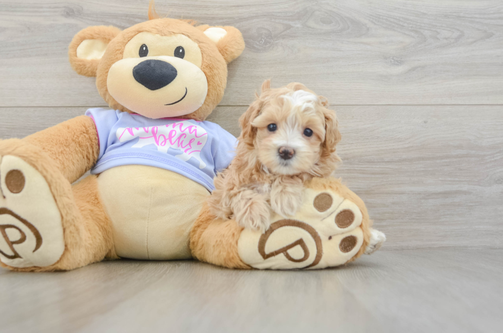 6 week old Maltipoo Puppy For Sale - Windy City Pups