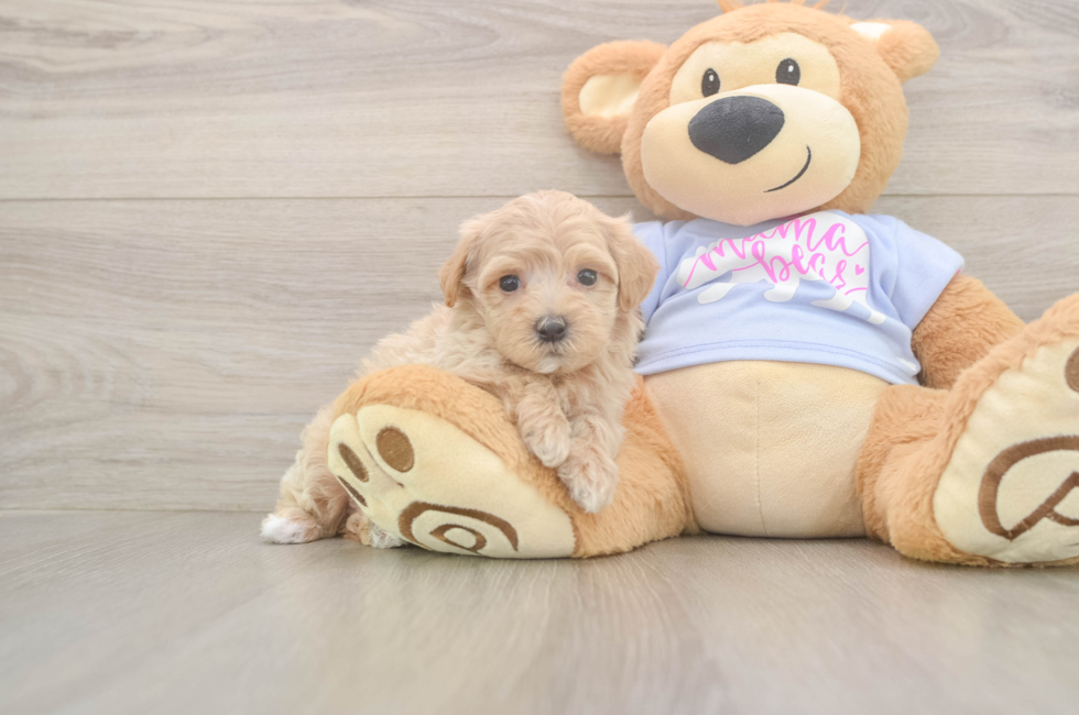 6 week old Maltipoo Puppy For Sale - Windy City Pups