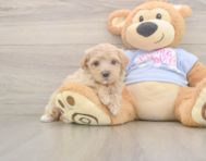 9 week old Maltipoo Puppy For Sale - Windy City Pups 9 week old Maltipoo Puppy For Sale - Windy City Pups