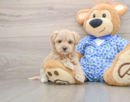 8 week old Maltipoo Puppy For Sale - Windy City Pups
