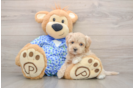 Sweet Maltipoo Baby