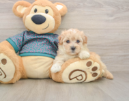 8 week old Maltipoo Puppy For Sale - Windy City Pups