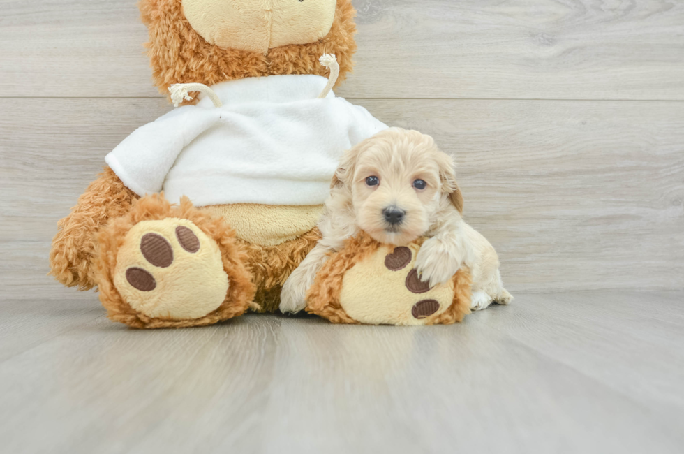 6 week old Maltipoo Puppy For Sale - Windy City Pups