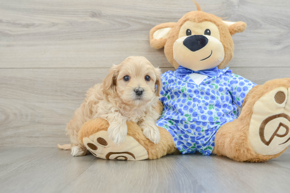 Little Multipoo Poodle Mix Puppy