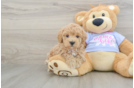 Cute Maltipoo Baby