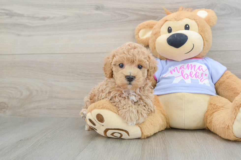 Cute Maltipoo Baby