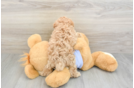 Best Maltipoo Baby