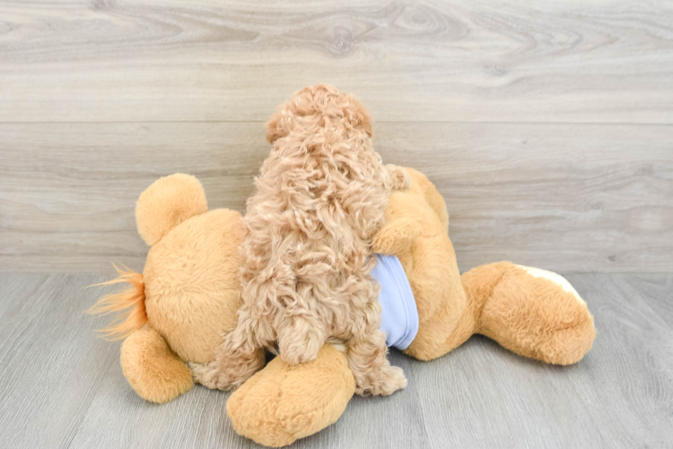 Best Maltipoo Baby