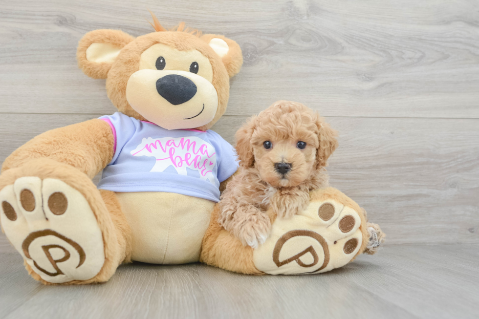 Maltipoo Pup Being Cute