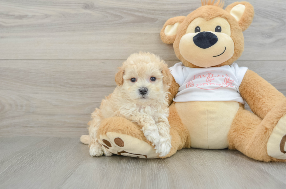 7 week old Maltipoo Puppy For Sale - Windy City Pups