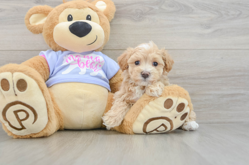 6 week old Maltipoo Puppy For Sale - Windy City Pups
