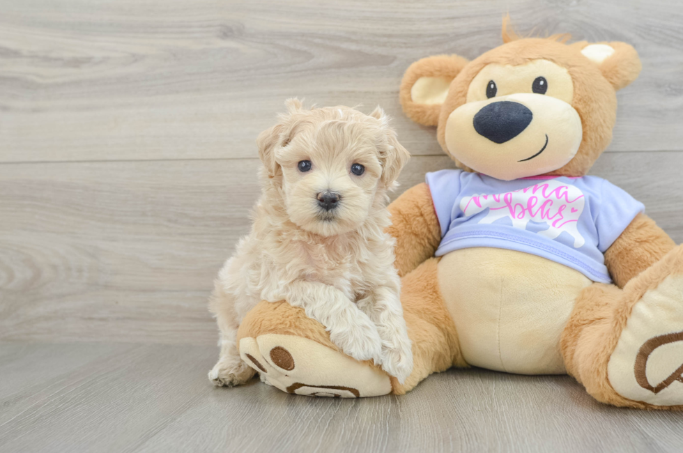6 week old Maltipoo Puppy For Sale - Windy City Pups