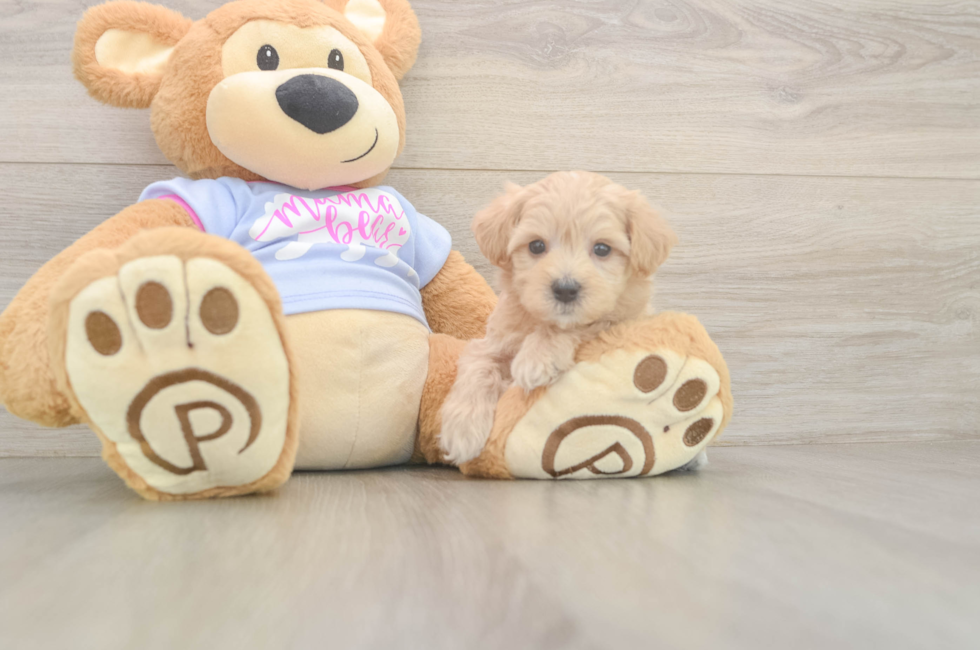 6 week old Maltipoo Puppy For Sale - Windy City Pups