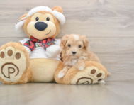 7 week old Maltipoo Puppy For Sale - Windy City Pups