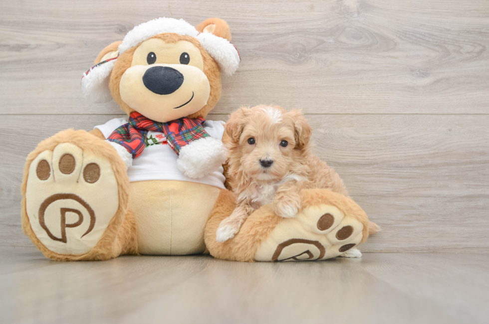 6 week old Maltipoo Puppy For Sale - Windy City Pups