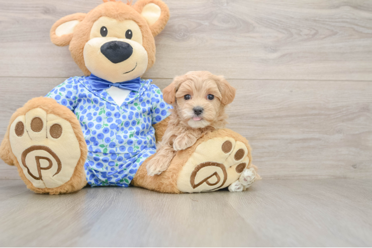 Best Maltipoo Baby