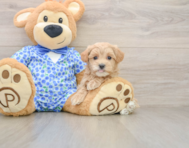8 week old Maltipoo Puppy For Sale - Windy City Pups