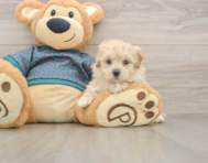 9 week old Maltipoo Puppy For Sale - Windy City Pups