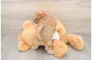 Maltipoo Puppy for Adoption