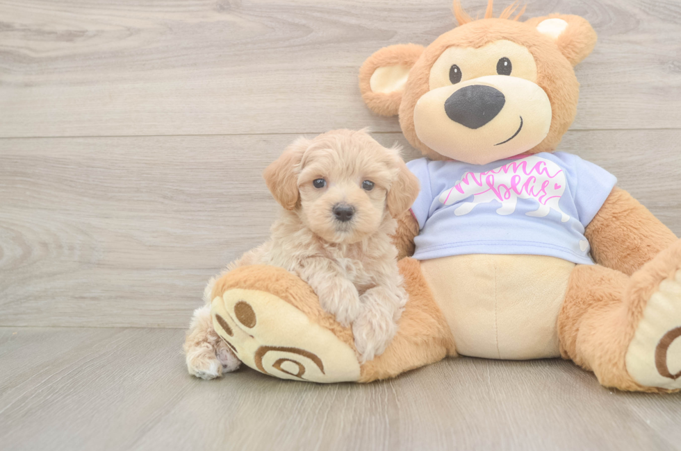 6 week old Maltipoo Puppy For Sale - Windy City Pups