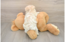 Popular Maltipoo Poodle Mix Pup
