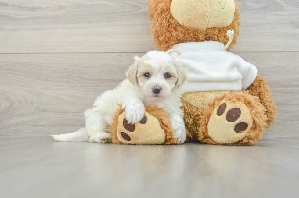 6 week old Maltipoo Puppy For Sale - Windy City Pups