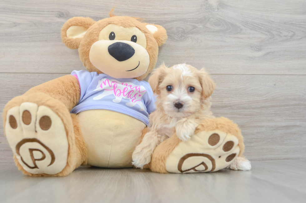 6 week old Maltipoo Puppy For Sale - Windy City Pups