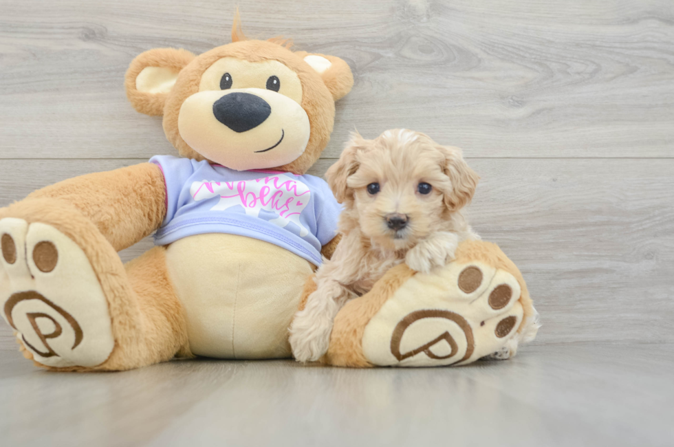 6 week old Maltipoo Puppy For Sale - Windy City Pups