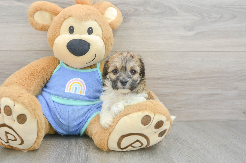 5 week old Maltipoo Puppy For Sale - Windy City Pups